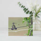 Hummingbird & Honey Bee Briefkaart (Staand voorkant)