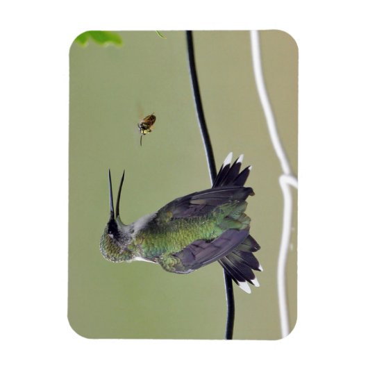 Hummingbird & Honey Bee Magneet (Verticaal)