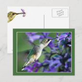 Hummingbird Hover Briefkaart (Voorkant / Achterkant)