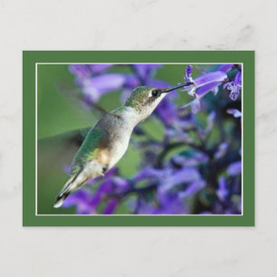 Hummingbird Hover Briefkaart
