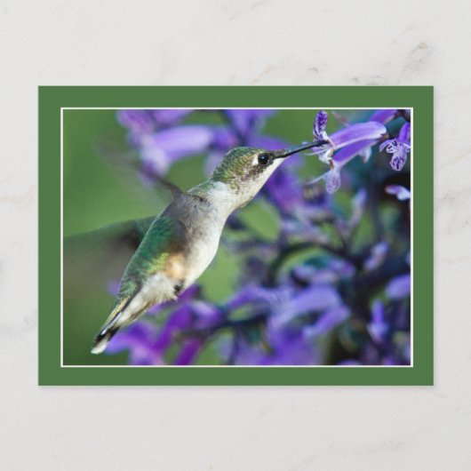 Hummingbird Hover Briefkaart (Voorkant)