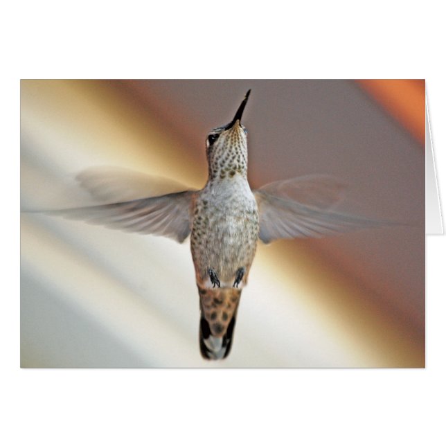 Hummingbird hovering (Voorkant Horizontaal)