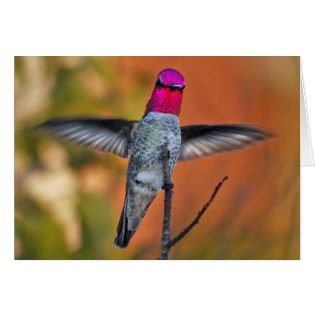 Hummingbird hovering (Voorkant Horizontaal)