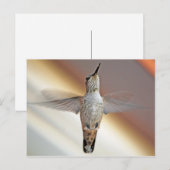 Hummingbird hovering briefkaart (Voorkant / Achterkant)