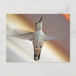 Hummingbird hovering briefkaart