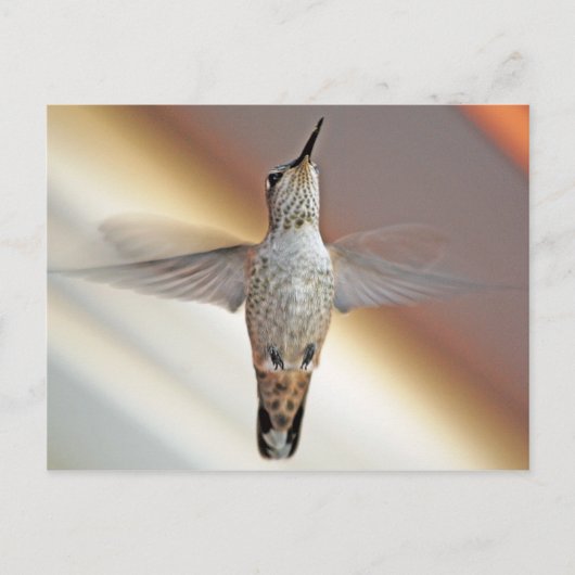 Hummingbird hovering briefkaart (Voorkant)