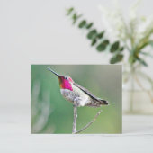 Hummingbird hovering briefkaart (Staand voorkant)