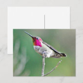 Hummingbird hovering briefkaart (Voorkant / Achterkant)
