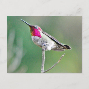 Hummingbird hovering briefkaart