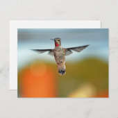 Hummingbird hovering briefkaart (Voorkant / Achterkant)