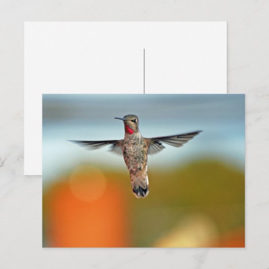 Hummingbird hovering briefkaart (Voorkant / Achterkant)
