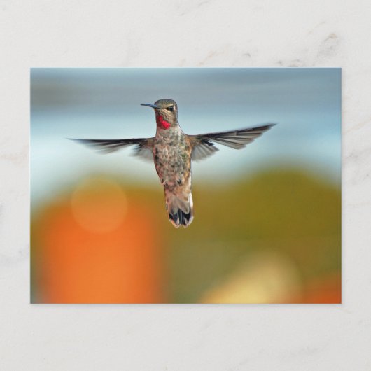 Hummingbird hovering briefkaart (Voorkant)