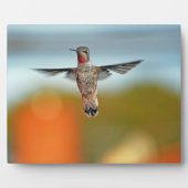 Hummingbird hovering fotoplaat (Voorkant)