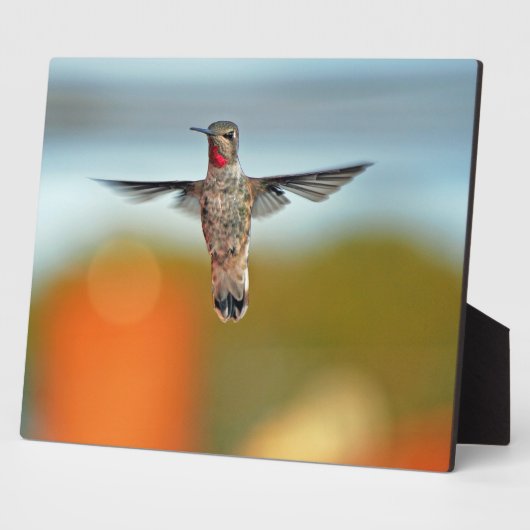 Hummingbird hovering fotoplaat (Zijkant)