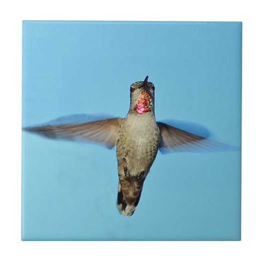 Hummingbird hovering tegeltje (Voorkant)
