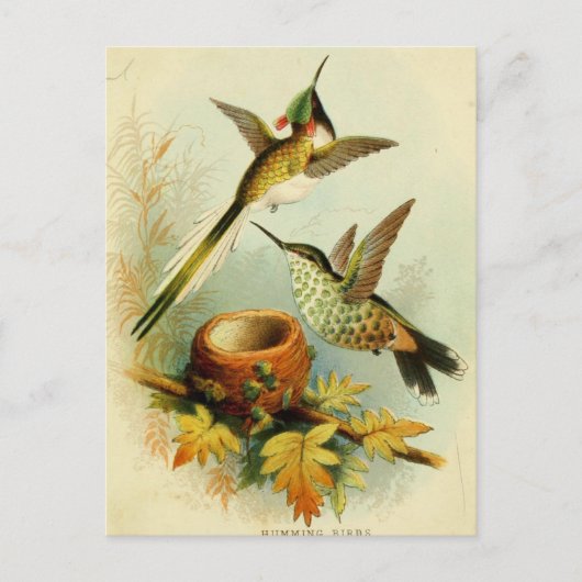 Hummingbird Illustratie Briefkaart (Voorkant)