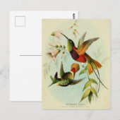  Hummingbird Illustratie Briefkaart (Voorkant / Achterkant)