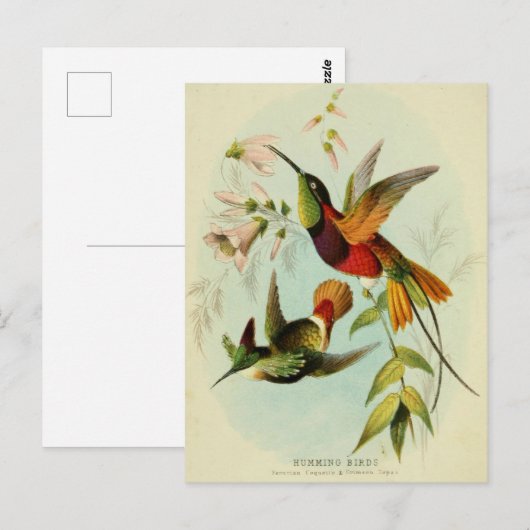 Hummingbird Illustratie Briefkaart (Voorkant / Achterkant)