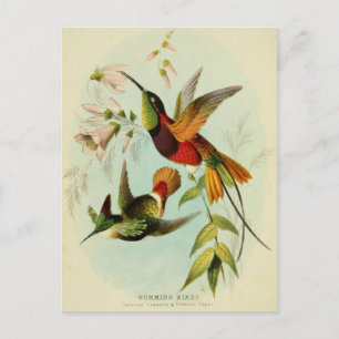  Hummingbird Illustratie Briefkaart