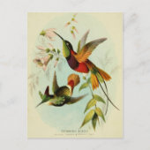 Hummingbird Illustratie Briefkaart (Voorkant)