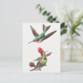  Hummingbird Illustratie Briefkaart (Staand voorkant)