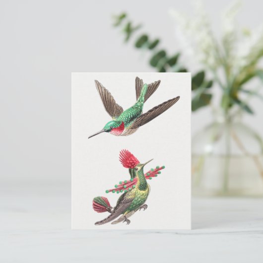  Hummingbird Illustratie Briefkaart (Staand voorkant)