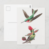  Hummingbird Illustratie Briefkaart (Voorkant / Achterkant)