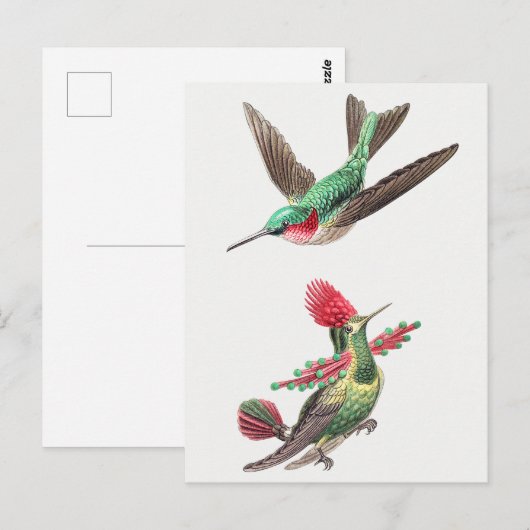  Hummingbird Illustratie Briefkaart (Voorkant / Achterkant)