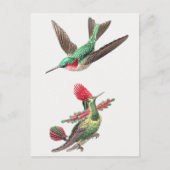  Hummingbird Illustratie Briefkaart (Voorkant)