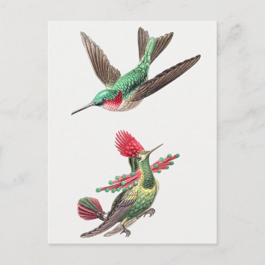  Hummingbird Illustratie Briefkaart (Voorkant)