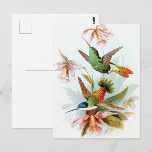 Hummingbird Illustratie Briefkaart (Voorkant / Achterkant)