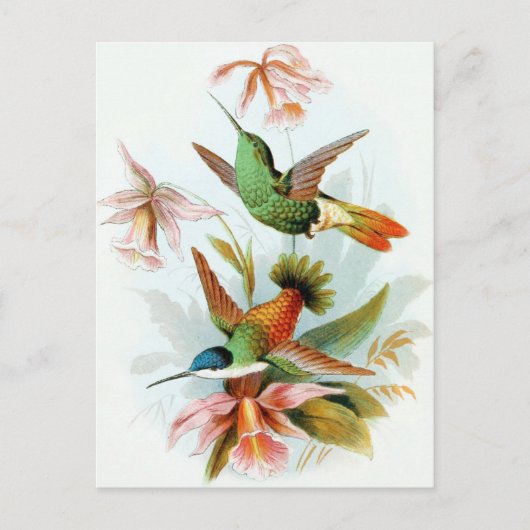 Hummingbird Illustratie Briefkaart (Voorkant)