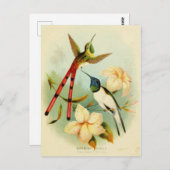  Hummingbird Illustratie Briefkaart (Voorkant / Achterkant)