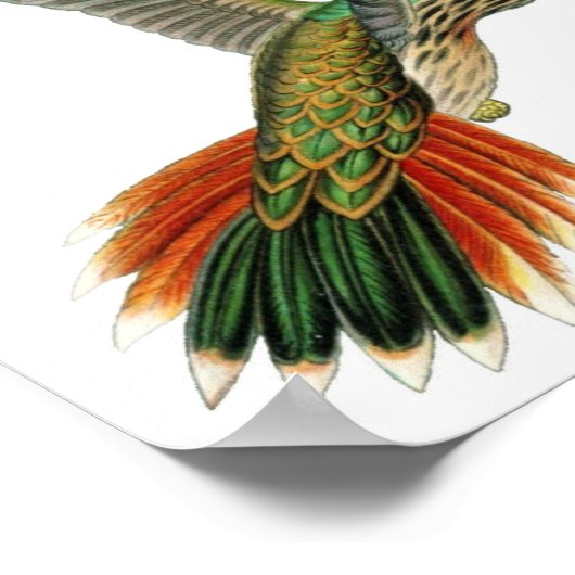 Hummingbird Illustratie Poster (Hoek)