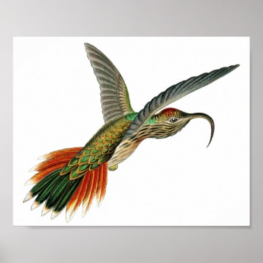  Hummingbird Illustratie Poster (Voorkant)