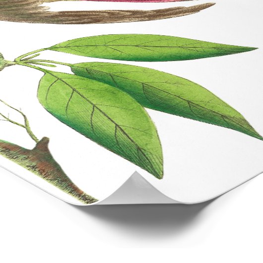 Hummingbird Illustratie Poster (Hoek)