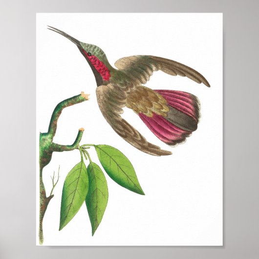  Hummingbird Illustratie Poster (Voorkant)