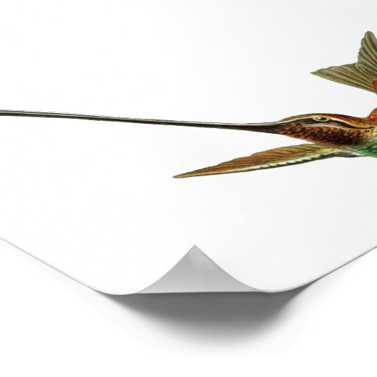  Hummingbird Illustratie Poster (Hoek)