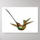  Hummingbird Illustratie Poster (Voorkant)