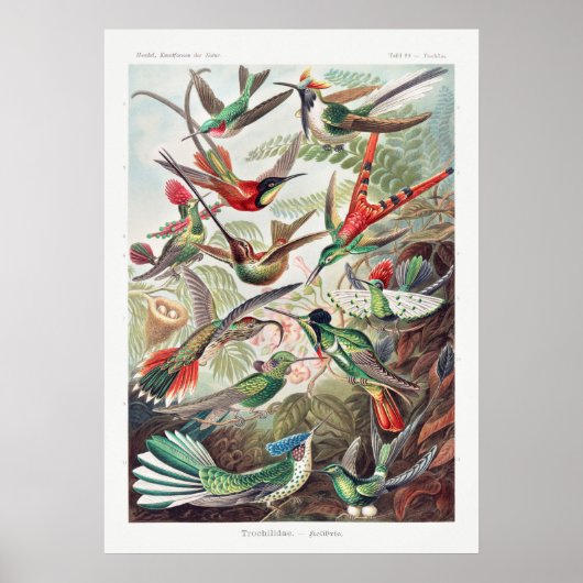  Hummingbird Illustratie Poster (Voorkant)
