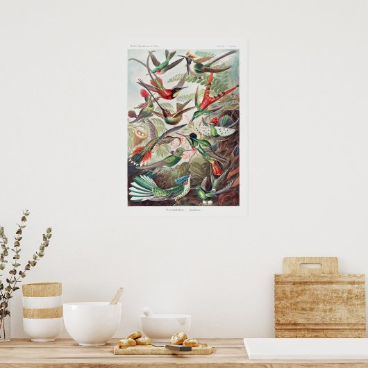  Hummingbird Illustratie Poster (Keuken)