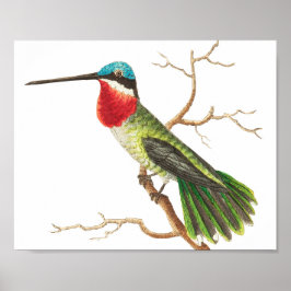 Hummingbird Illustratie Poster