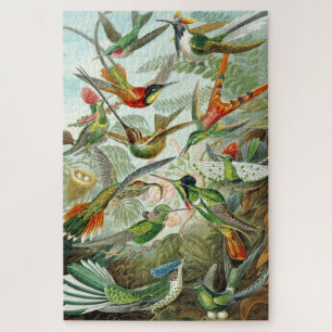 Hummingbird illustraties, 1899, Ernst Haeckel, Legpuzzel