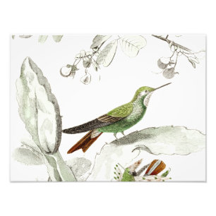 Hummingbird Illustration - 1800's Birds Foto Afdruk