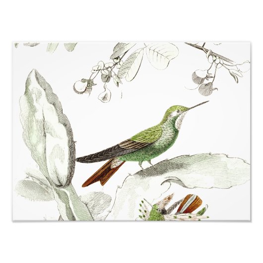  Hummingbird Illustration - 1800's Birds Foto Afdruk (Voorkant)
