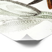  Hummingbird Illustration - 1800's Birds Foto Afdruk (Hoek)