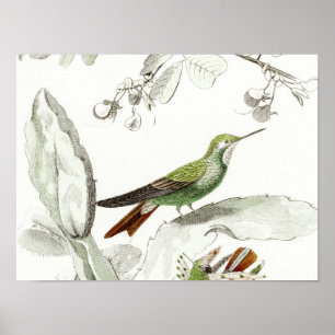  Hummingbird Illustration - 1800's Birds Poster