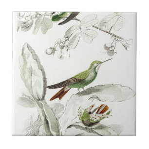 Hummingbird Illustration - 1800's Birds Tegeltje