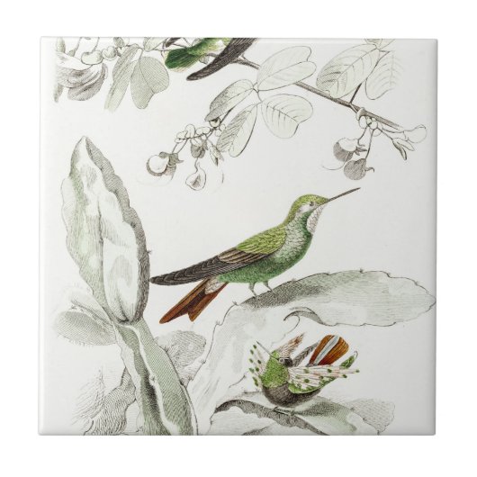  Hummingbird Illustration - 1800's Birds Tegeltje (Voorkant)