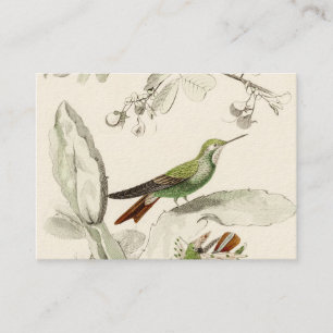  Hummingbird Illustration - 1800's Birds Visitekaartje